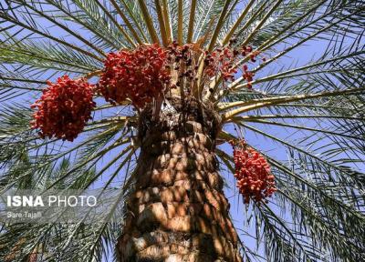 خاتمه برداشت پیارم مرغوبترین خرمای جهان در هرمزگان