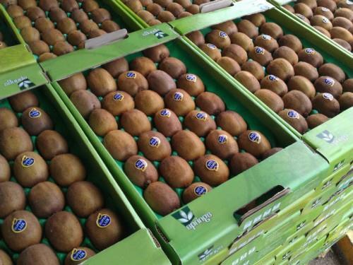صادرات 270 تن کیوی از ساری به ازبکستان