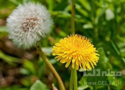 12 خاصیت جادویی گیاه قاصدک