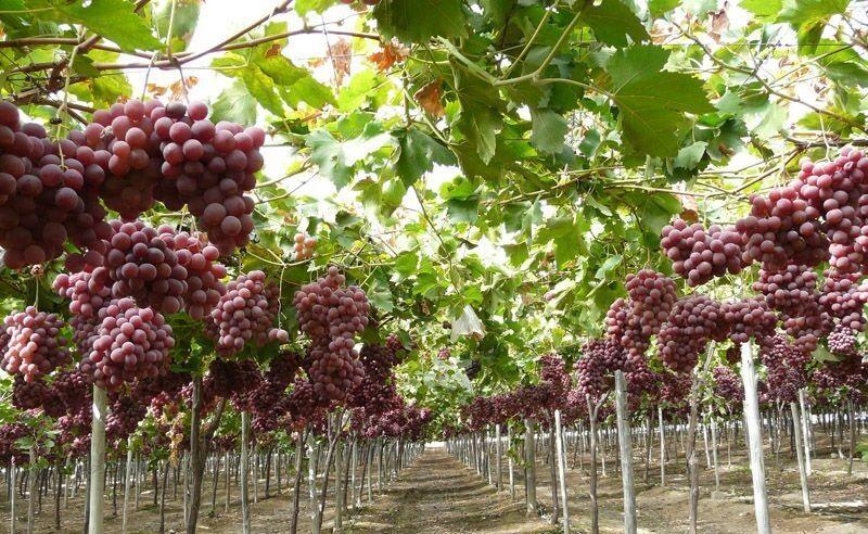 خبرنگاران طرح تحقیقاتی اندازه گیری میزان آب مصرفی باغات انگور در استان مرکزی انجام شد
