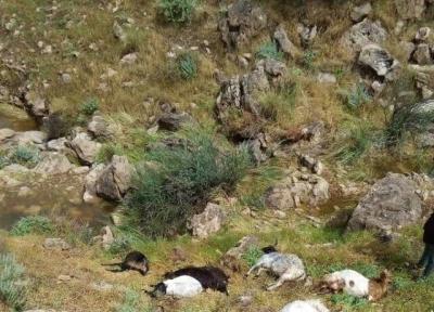 شرح پلیس در مورد توزیع لاشه گوسفندان بین مردم