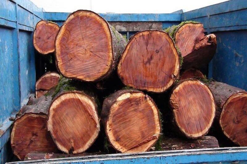 خبرنگاران عاملان قطع بیش از 3 تن درخت در اشنویه دستگیر شدند