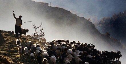 بهار گوسفندان عاشق می شوند
