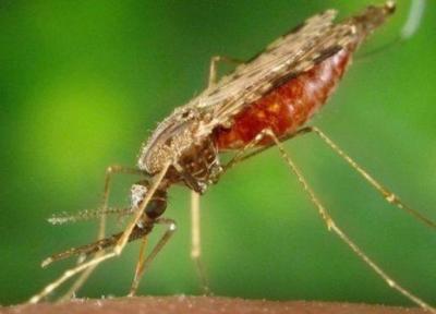 کشف میکروبی که انگل مالاریا را از بین می برد