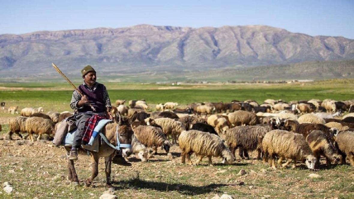 پرداخت خسارت دام های عشایر در دامغان