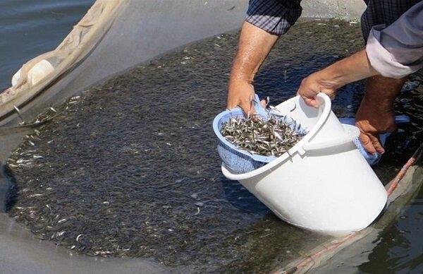 تکثیر 162 میلیون قطعه بچه ماهی