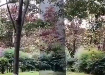 نقاشی فوق العاده بر روی درخت