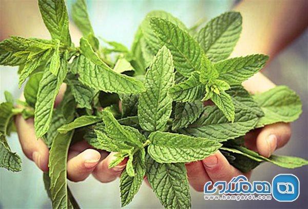 پایین آوردن تب و رفع سرماخوردگی با پونه! پایین آوردن تب و برطرف سرماخوردگی با پونه!