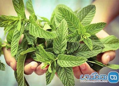 پایین آوردن تب و برطرف سرماخوردگی با پونه!
