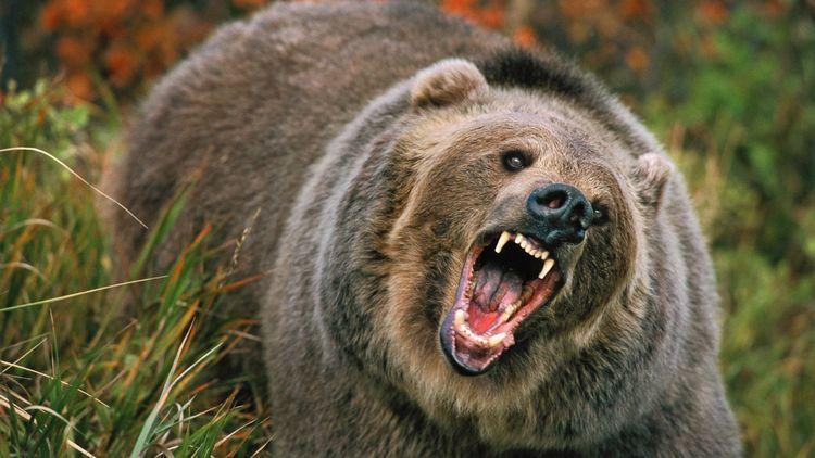 حمله خرس قهوه ای به یکی از اهالی ورزقان