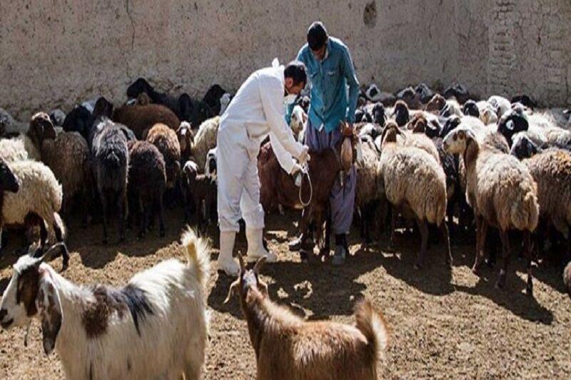 خبرنگاران نگاهی به کارنامه 6 ماهه دامپزشکی ساوه خبرنگاران نگاهی به کارنامه 6 ماهه دامپزشکی ساوه