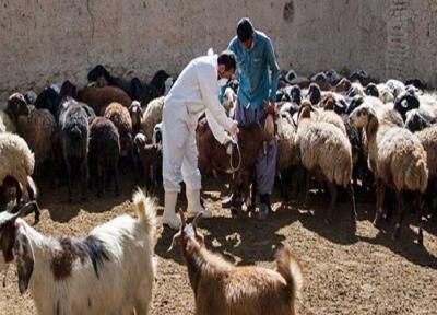 خبرنگاران نگاهی به کارنامه 6 ماهه دامپزشکی ساوه