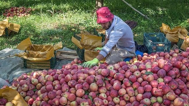 صادرات سیب باید با بسته بندی منطبق با شرایط کرونا انجام گردد