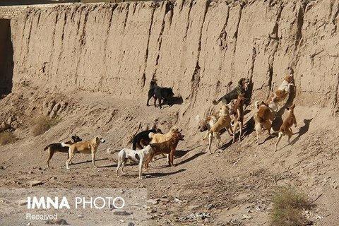 خسارت های جبران ناپذیر به حیات وحش با غذارسانی به سگ های بلاصاحب