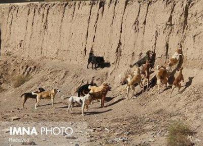 خسارت های جبران ناپذیر به حیات وحش با غذارسانی به سگ های بلاصاحب