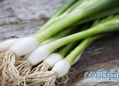 فواید شگفت انگیز پیازچه برای حفاظت از بدن در برابر بیماری ها