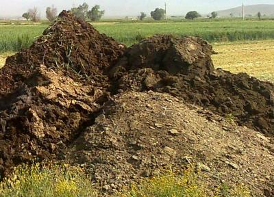 استفاده از کود گاوی برای فراوری حرارت