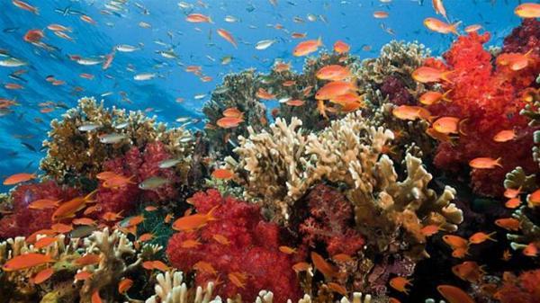 مرجان های دریایی در چه محیطی زندگی می نمایند؟