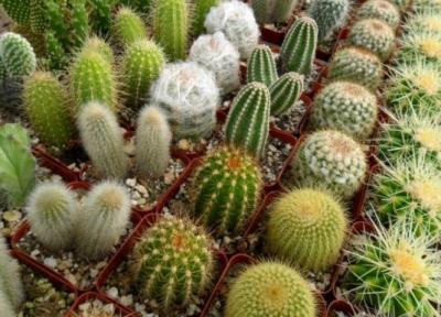 چگونگی تهیه برترین خاک برای کاکتوس
