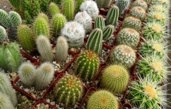 چگونگی تهیه بهترین خاک برای کاکتوس چگونگی تهیه برترین خاک برای کاکتوس