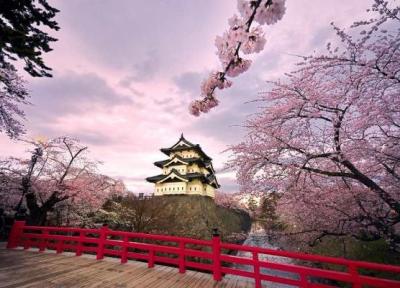 آب و هوای نامتعارف ژاپن درخت های گیلاس را به شکوفه دادن واداشت