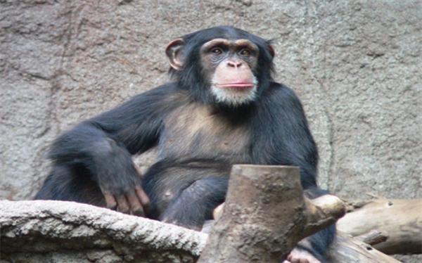 شامپانزه ها با این روش زخمهای شان را درمان می کنند