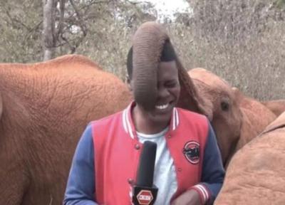 یک بچه فیل پخش زنده تلویزیونی را مختل کرد!