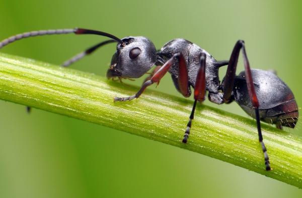 عکس هایی خارق العاده و هیولاوار از مورچه ها