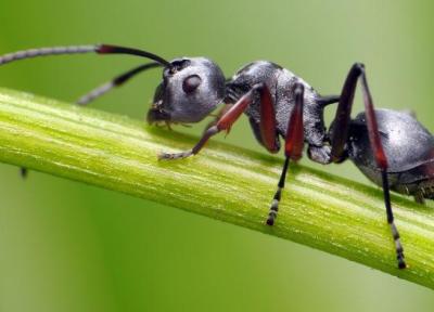 عکس هایی خارق العاده و هیولاوار از مورچه ها