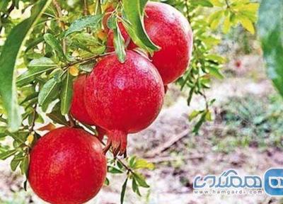 چهارمین جشنواره انار خورهه در روستای خورهه برگزار خواهد شد