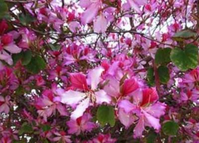نگاهی به کاربرد پزشکی درخت ارکیده (بهیمه)